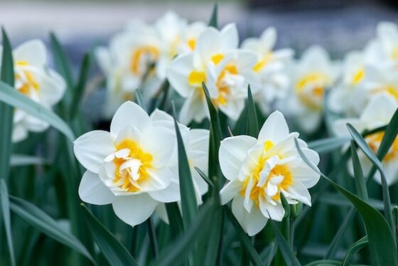 flores de Narciso o Polianthes tuberosa